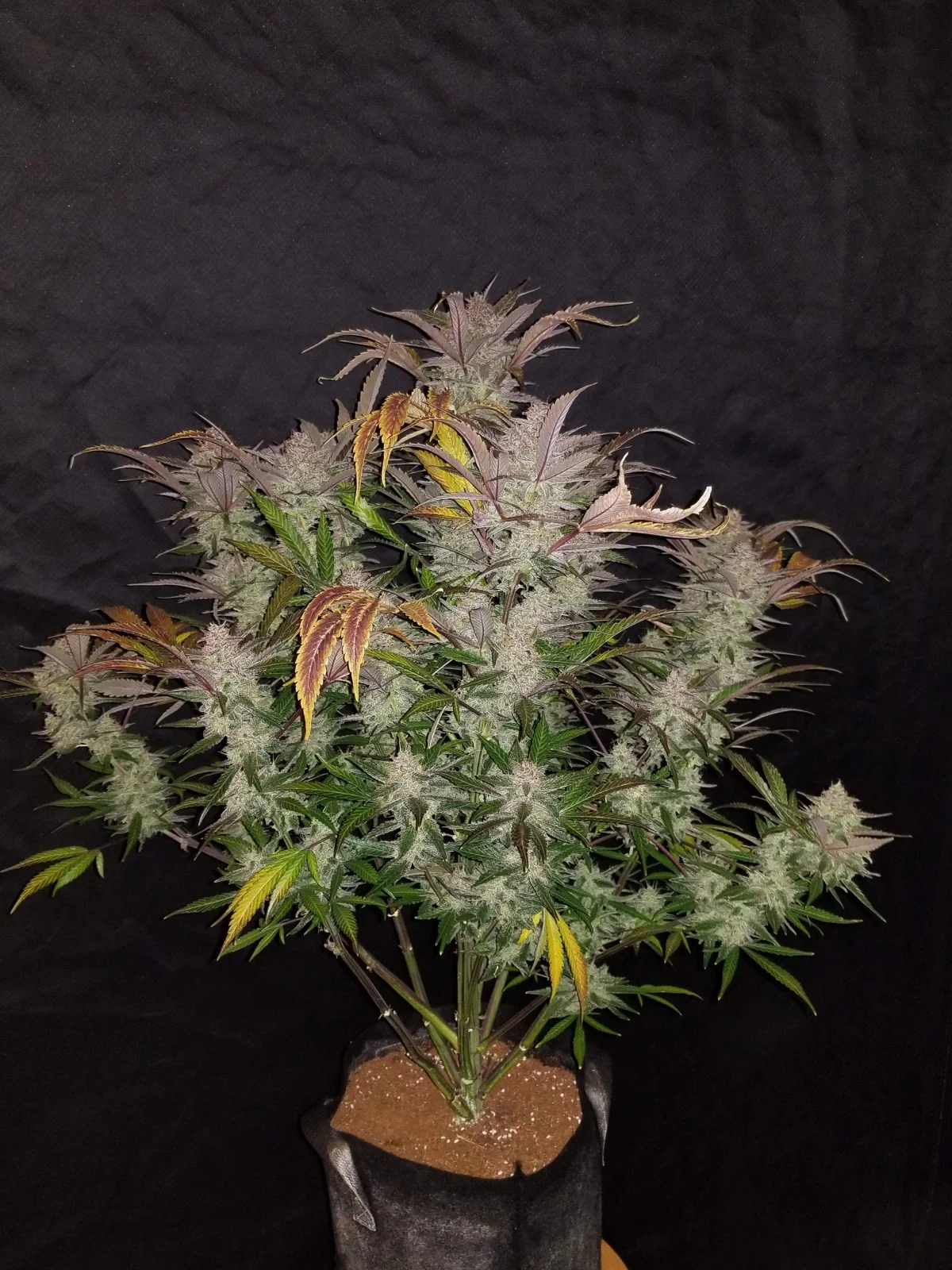 Cream Cookies Auto – FastBuds – Autoflowering