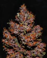 Crystal Meth Auto