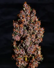 Crystal Meth Auto