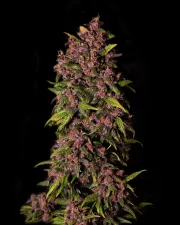 Crystal Meth Auto