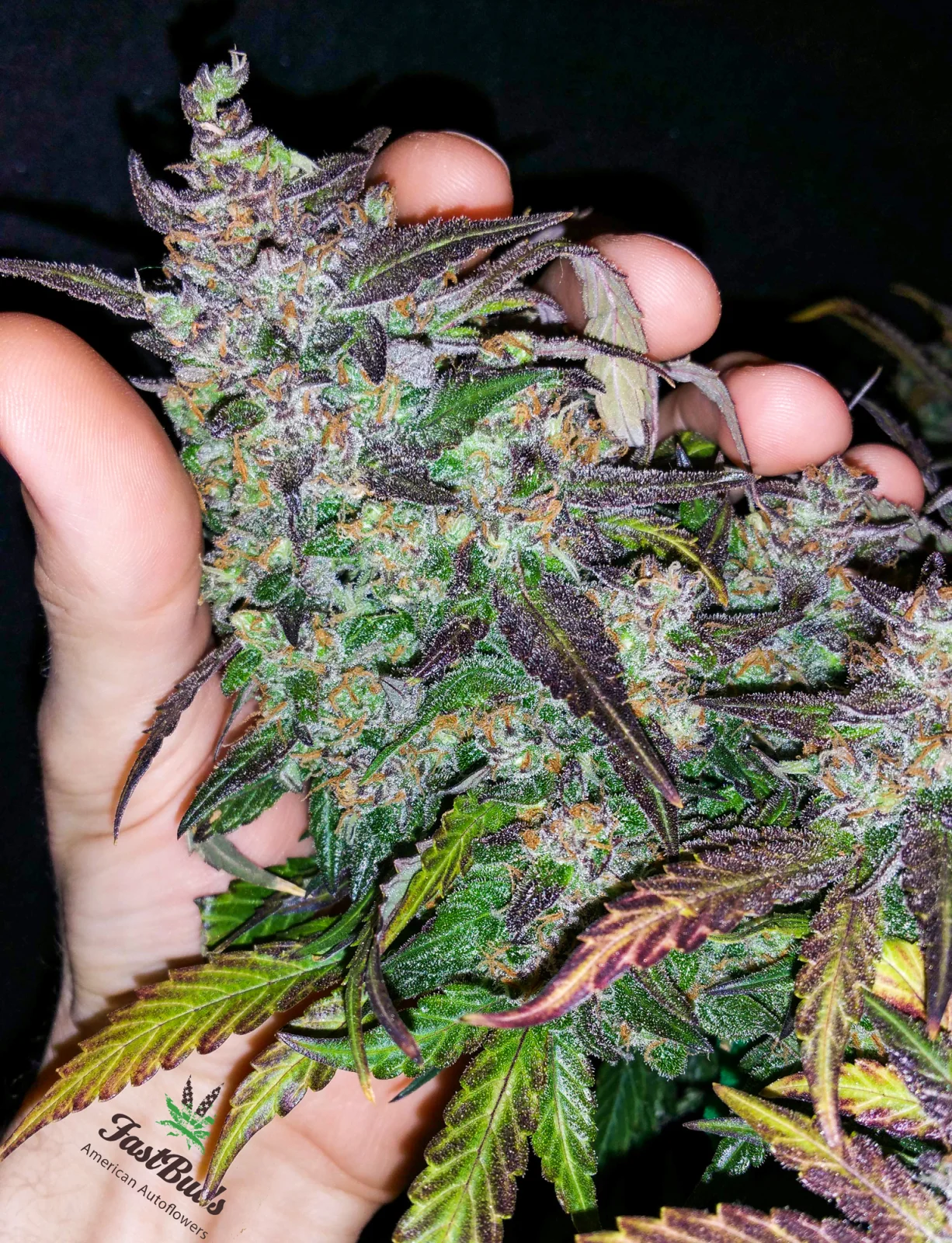 Fastberry Auto – FastBuds – Autoflowering