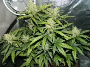 Green Crack Auto