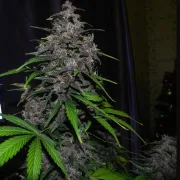LSD-25 Auto – FastBuds – Autoflowering