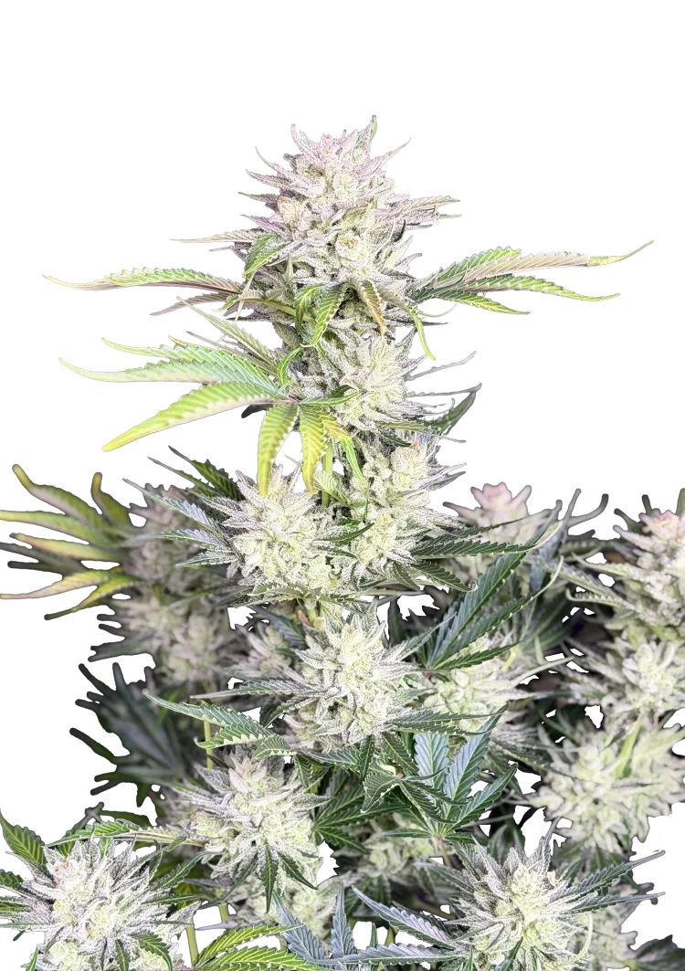 Original Auto AK – FastBuds – Autoflowering