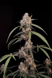 Original Auto AK – FastBuds – Autoflowering