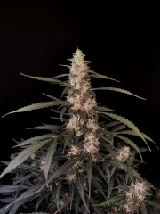 Original Auto Amnesia Haze