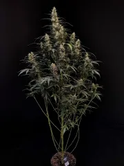 Original Auto Amnesia Haze