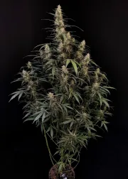 Original Auto Amnesia Haze