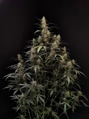 Original Auto Amnesia Haze