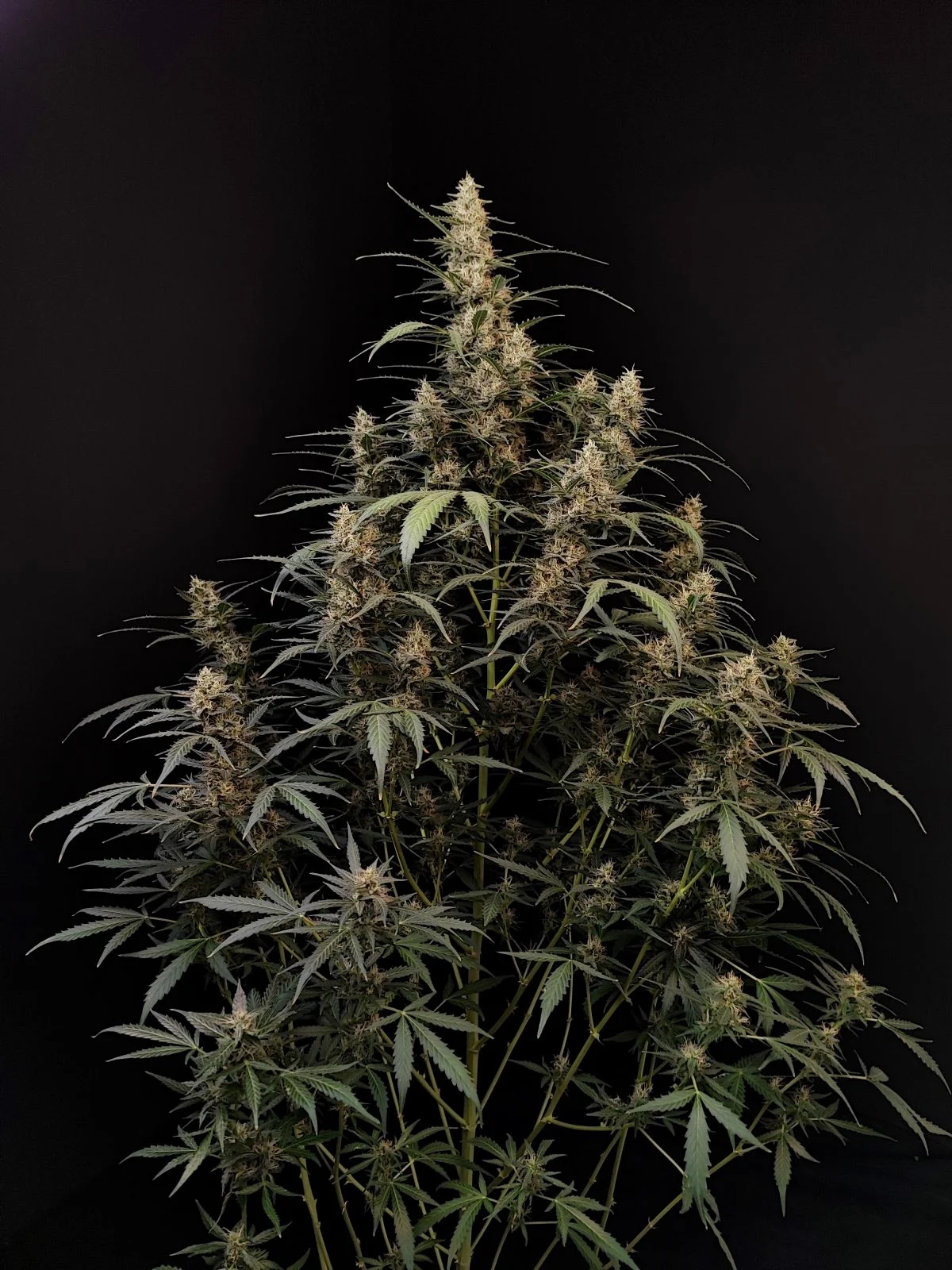 Original Auto Amnesia Haze
