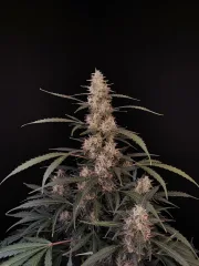 Original Auto Amnesia Haze