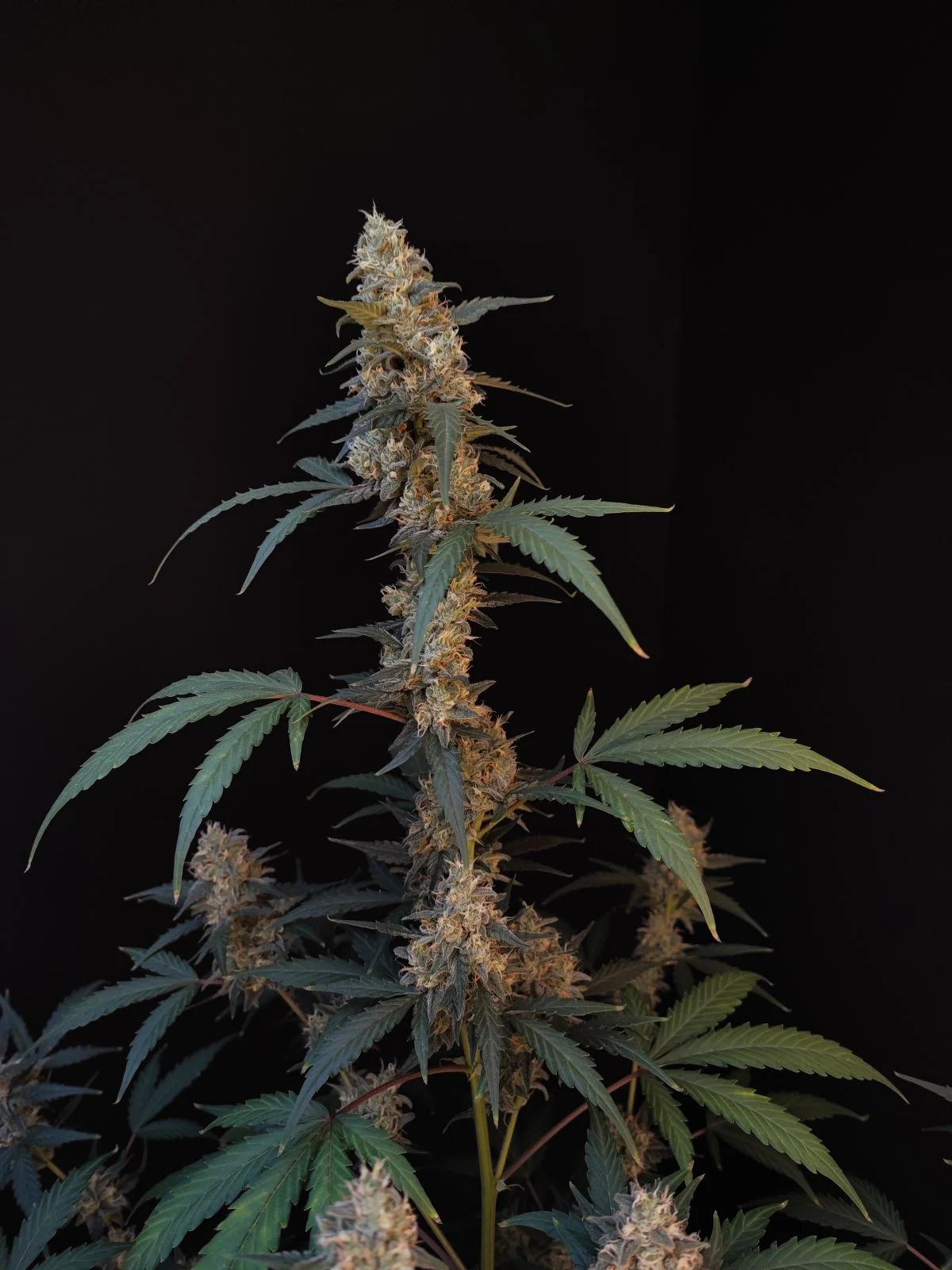 Original Auto BubbleGum