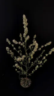 Original Auto BubbleGum