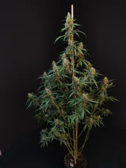 Original Auto Cheese