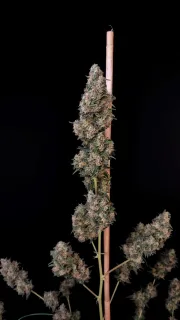 Original Auto Cheese