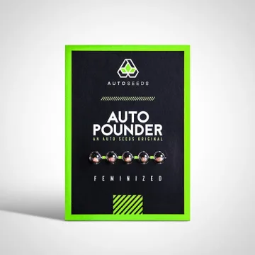 Auto Pounder – Auto Seeds – autoflowering