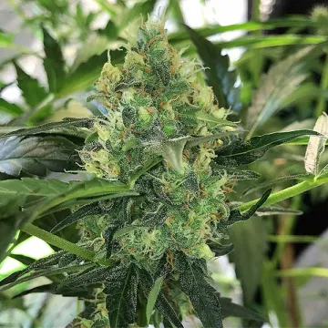 Auto Pounder – Auto Seeds – autoflowering