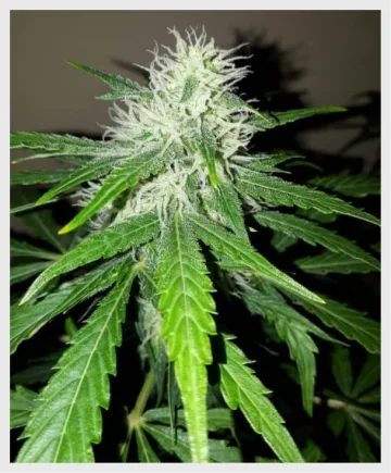 Auto Pounder – Auto Seeds – autoflowering