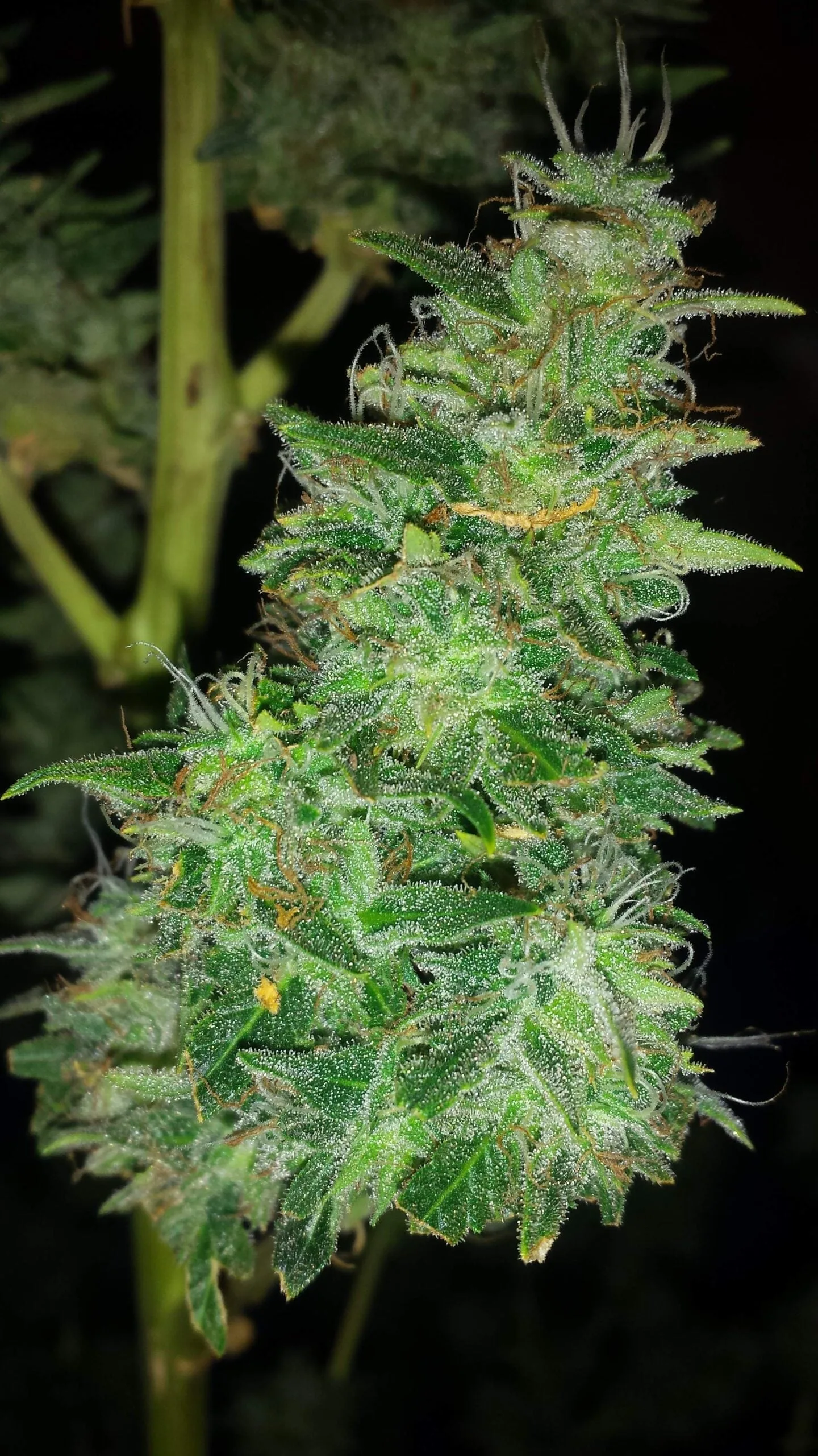 Auto Pounder – Auto Seeds – Autoflowering