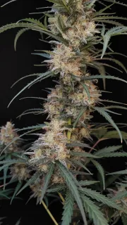 Original Auto Chemdawg
