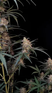 Original Auto Chemdawg