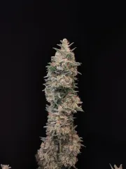 Original Auto Chemdawg