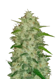 Original Auto Chemdawg – FastBuds – Autoflowering