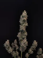 Original Auto Chemdawg