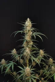 Original Auto Chemdawg – FastBuds – Autoflowering