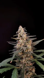 Original Auto Critical