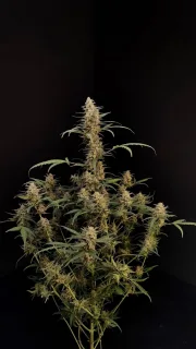 Original Auto Critical