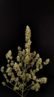 Original Auto Critical