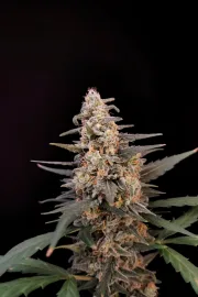 Original Auto Critical – FastBuds – Autoflowering