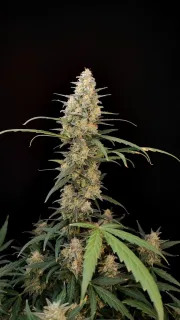 Original Auto Critical