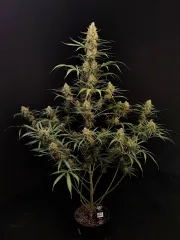 Original Auto Jack Herer