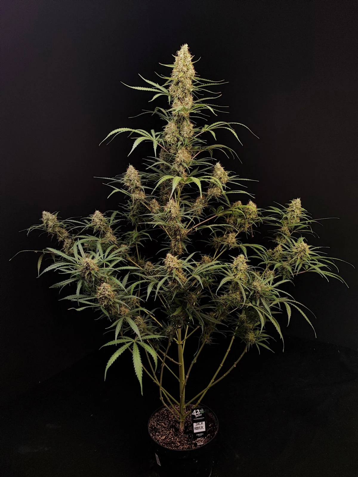 Original Auto Jack Herer