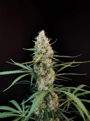Original Auto Jack Herer
