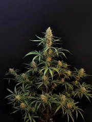 Original Auto Jack Herer