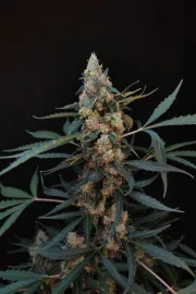 Original Auto Northern Lights – FastBuds – Autoflowering