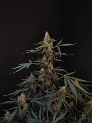 Original Auto Northern Lights