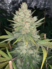 Original Auto OG Kush