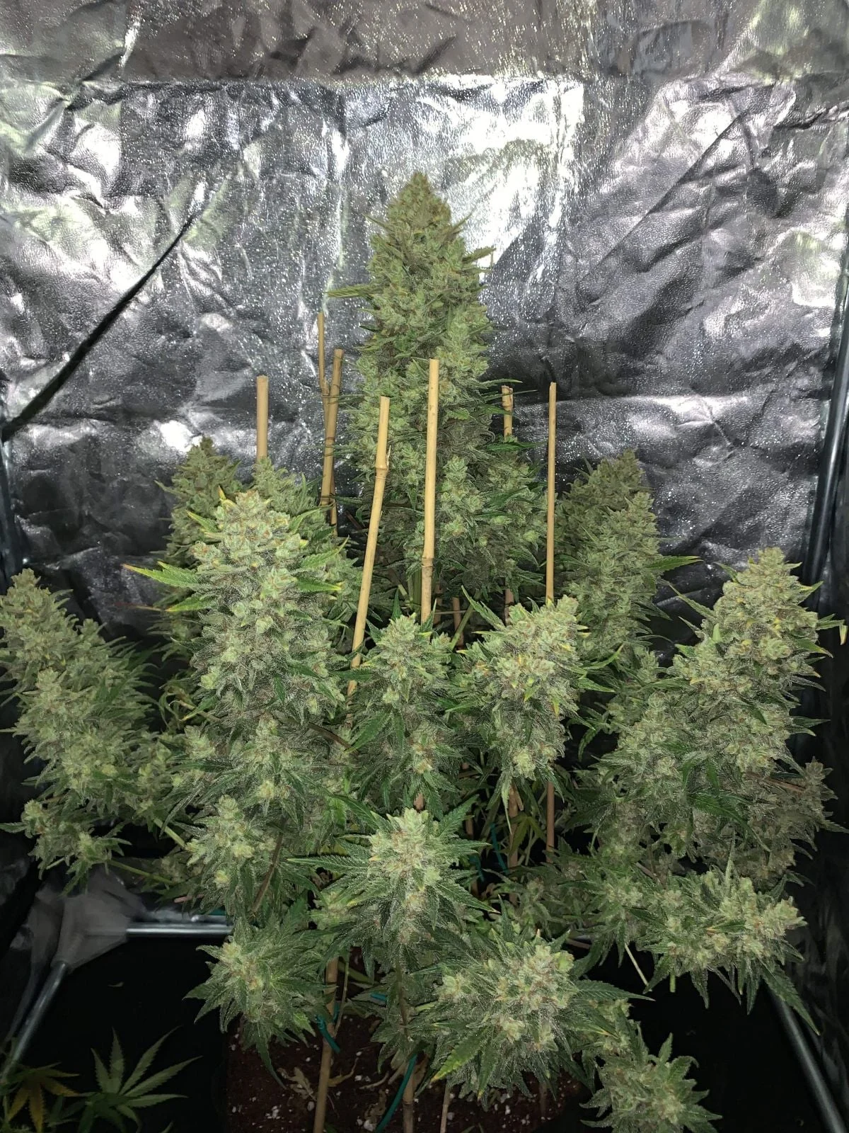 Original Auto OG Kush