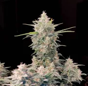 Original Auto Skunk – FastBuds – Autoflowering