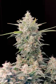 Original Auto Skunk – FastBuds – Autoflowering