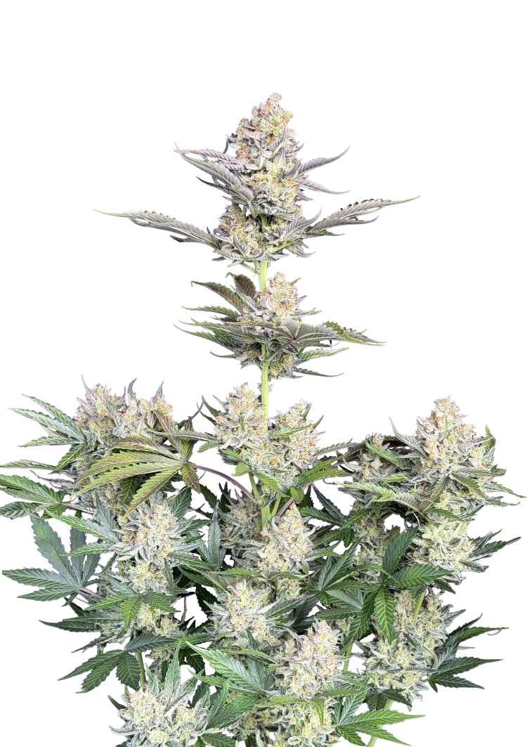 Original Auto Skunk – FastBuds – Autoflowering