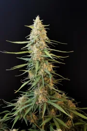 Original Auto Sour Diesel – FastBuds – Autoflowering