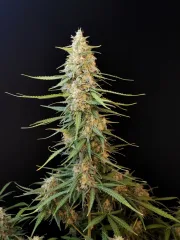 Original Auto Sour Diesel