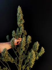 Original Auto Sour Diesel