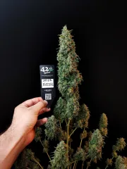 Original Auto Sour Diesel