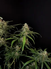 Original Auto Sour Diesel